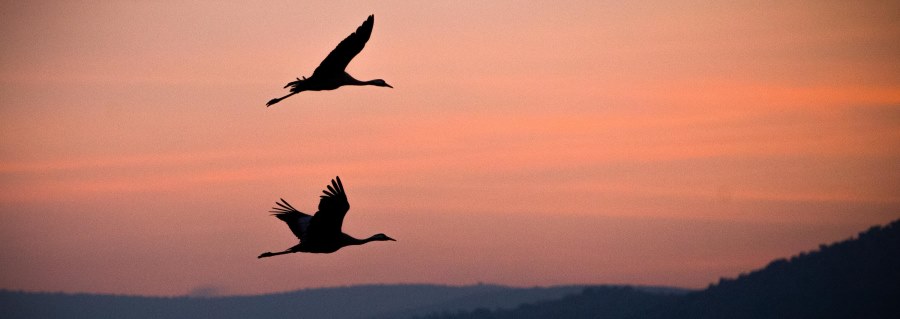 גם הן חלק מהטבע. ציפורים באגמון החולה. צילום: אנצ'ו גוש, ארכיון הצילומים של קקל

