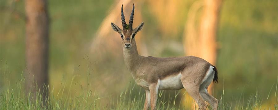 לגעת בטבע באהבה. צבי ביער רמות. צילום: אלכס גייפמן. באדיבות עמותת רמות למען הסביבה

