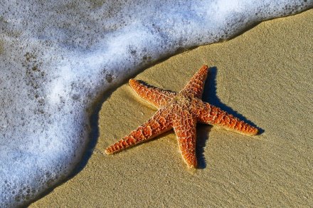 כוכב ים על החוף. צילום: pixabay
