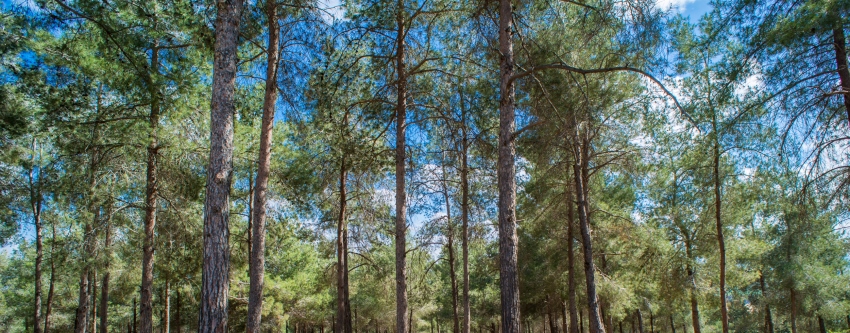 יער בלפור. צילום: סוכנות ג'יני, ארכיון הצילומים של קקל