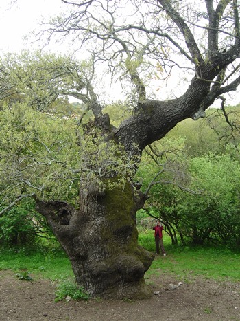 אלון עתיק. צילום: מיכאל חורי, ארכיון הצילומים של קקל