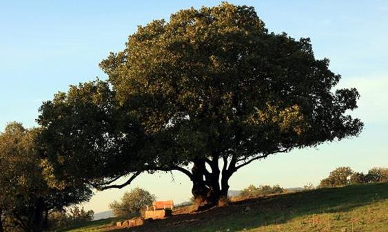 אלון התבור. צילום: ארכיון הצילומים של קק