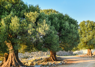 צילום: ארכיון הצילומים של קקל
