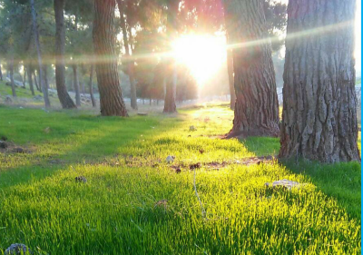 צילום: ארכיון הצילומים של קקל