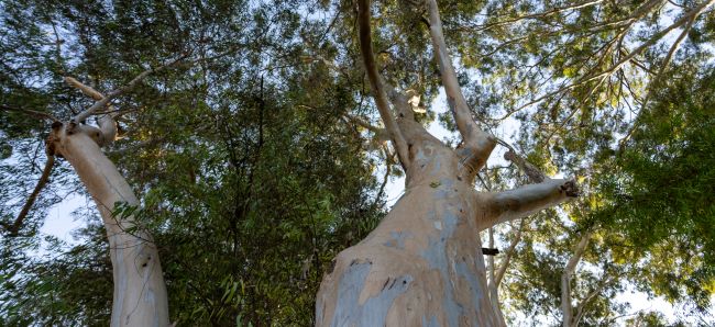צילום: אייל ברטוב, ארכיון הצילומים של קקל