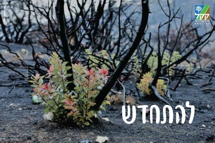 צילום: חנוך צורף