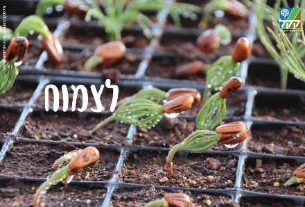 צילום: פבלו צ'רצ'סקי, ארכיון הצילומים של קקל