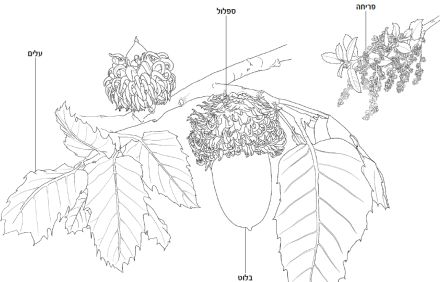 איור של אלון התבור. איירה: נטע יסמן