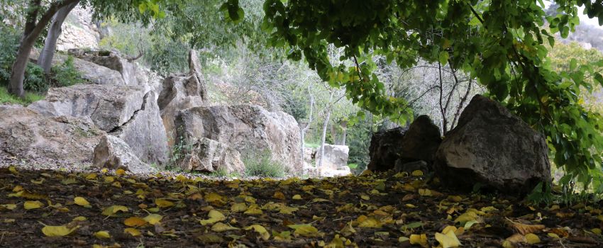 הסטף. צילום: יוסי זמיר, ארכיון הצילומים של קקל