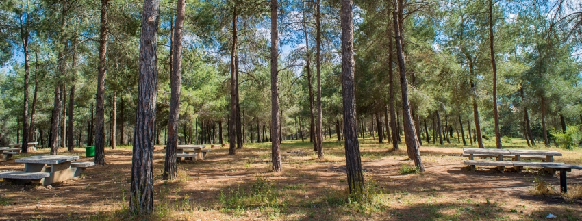 יער בלפור. צילום: סוכנות ג'יני, ארכיון הצילומים של קקל