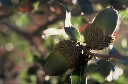 פריטים מן הטבע. צילום: שי גרנות, ארכיון הצילומים של קקל