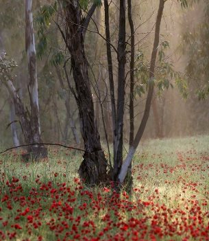 אולי אני איקליפטוס? צילום: סוכנות ג'יני, ארכיון הצילומים של קקל