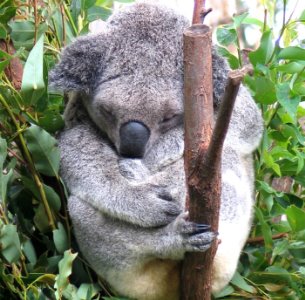 אולי אני קואלה? צילום: freeimages