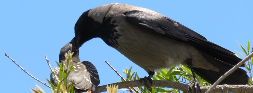 עורב מאכיל גוזל קוקייה. צילום: אורה נדיב