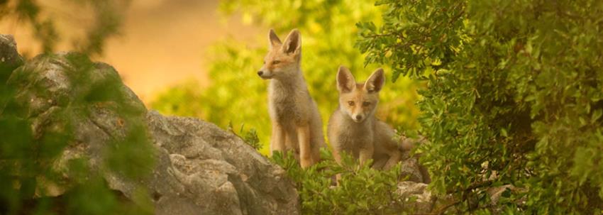 צמד שועלים צעירים ביער רמות. צילום: אלכס גייפמן. באדיבות עמותת רמות למען הסביבה