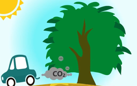 כמה תועלות לאדם נותן העץ?