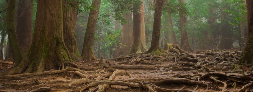 אילו שורשים יש לי? צילום: pixabay