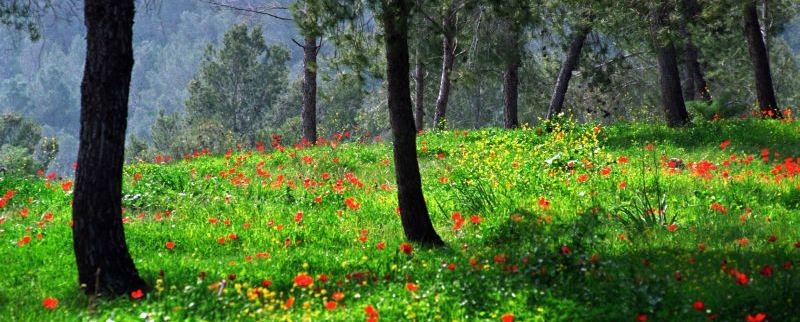 יער ירושלים. צילום: ארכיון הצילומים של קקל
