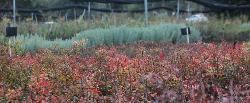 משתלת אשתאול. צילום: יואב דביר, ארכיון הצילומים של קקל