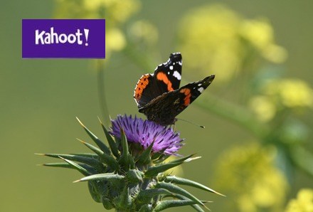 צילום: רן פרץ