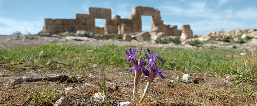 חרבת ענים. צילום: דוד גרינשפן, ארכיון הצילומים של קקל
