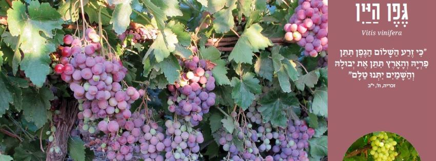 גפן היין. מתוך ערכת עצי ארץ ישראל