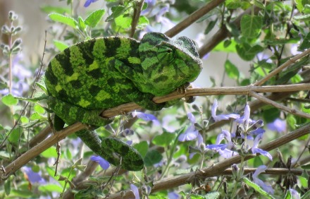 תחפושות לפורים