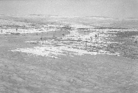 בסכרים נטועים עצי פרי - בבית אשל. צילום: אברהם מלבסקי, ארכיון הצילומים של קק''ל