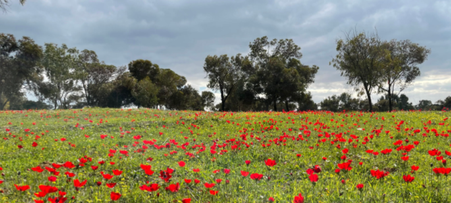 יער בארי. צילום: פטריסיה בן-אמו, ארכיון הצילומים של קקל