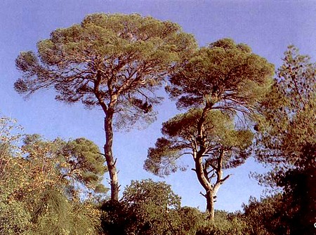 The Jerusalem Pine. Photo: KKL-JNF Photo Archive

