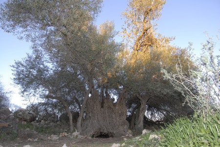 Ancient olive tree in Tzuba, in the Judean Plains. Photo: KKL-JNF Photo Archive
