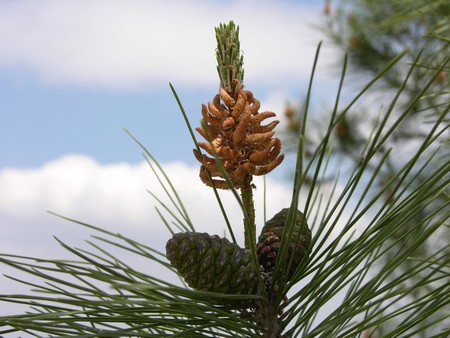 Needles of the Brutia Pine. Photo: Yael Horowitz, KKL-JNF Photo Archive