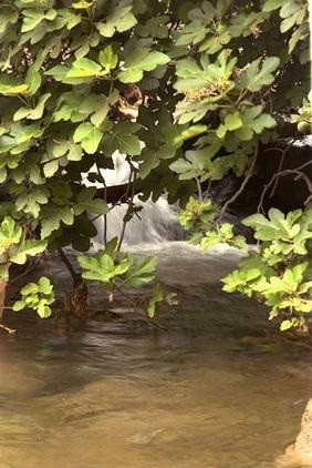 A fig tree grows in water. Photo: KKL-JNF Photo Archive

