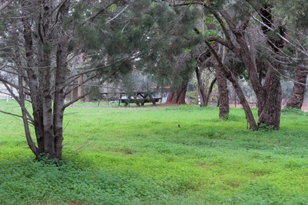 Ilanot Forest. Photo: Tania Susskind