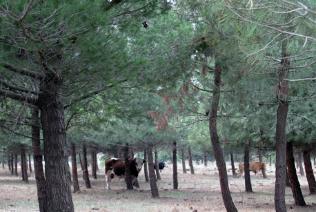 Vacas pastan en el bosque. Foto: David Evlagon
