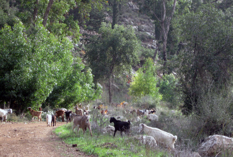 Cabras pastando en una línea cortafuego en el bosque Aminadav. Foto: David Abelgun
