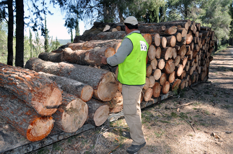 Poda de árboles para prevenir incendios en el bosque KKL-JV. Foto: Malka Barkai