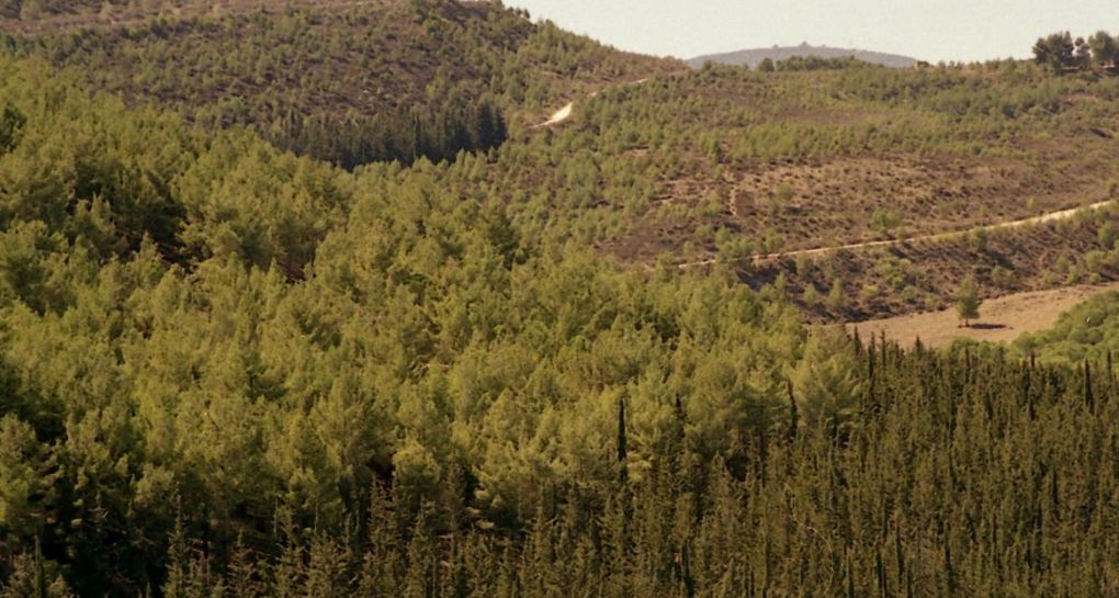 Fotografías: Archivo fotográfico de KKL-JNF