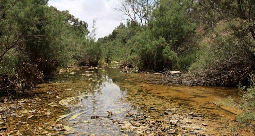 Fotografías: Archivo fotográfico de KKL-JNF