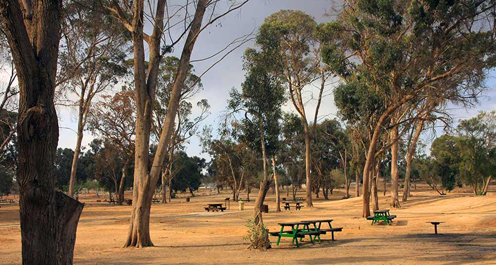 Fotografías: Archivo fotográfico de KKL-JNF