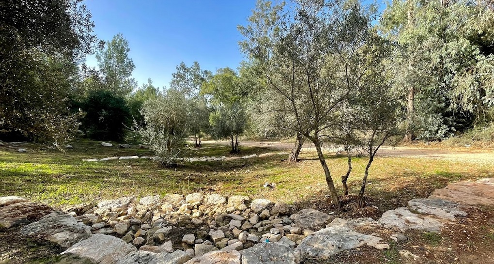 Aparcamiento Argentina, bosque Ben Shemen. Foto: Amir Hermès