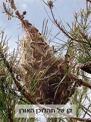 Nido con orugas de la procesionaria del pino. Foto: Archivo fotográfico de KKL-JNF