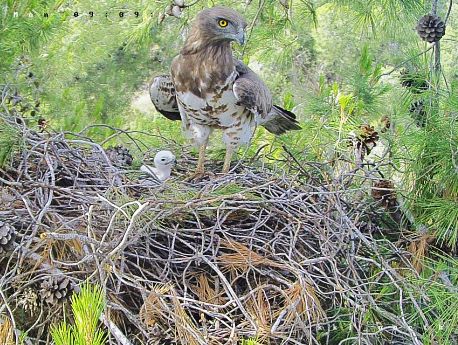 קרן החיוויאית ואורן הגוזל בן חמישה ימים