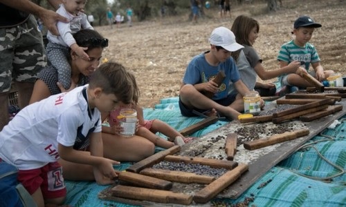 ילדים  מכינים את הזיתים שמסקו לכבישה.  צילום: לידר