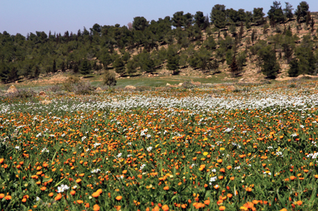 פריחת צפורני חתול ביער יתיר.  צילום: יעקב שקולניק