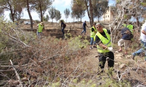 חברי תנועת הליונס מפנים גזם ביער.  צילום: יואב דביר