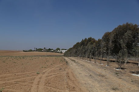נטיעות ביטחוניות סמוך לקיבוץ כפר עזה. צילום: איציק לוגסי
