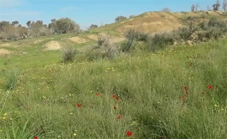 מרבדים ירוקים ופריחת כלניות ביער בארי. צילום: חאמד אבו-סיאם