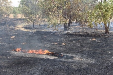 שרפה ביער שוקדה. צילום: יואב דביר