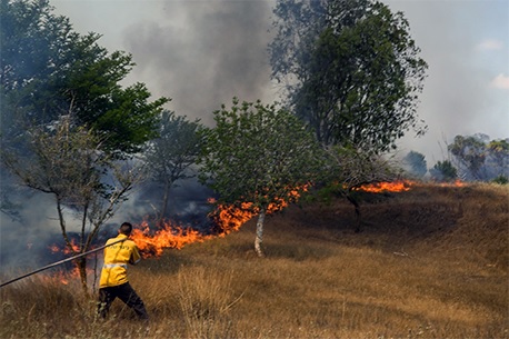 לוחם אש בקק"ל במאמצי כיבוי שריפת יער בעוטף עזה.  צילום: יהודה פרץ, ארכיון הצילומים של קק"ל